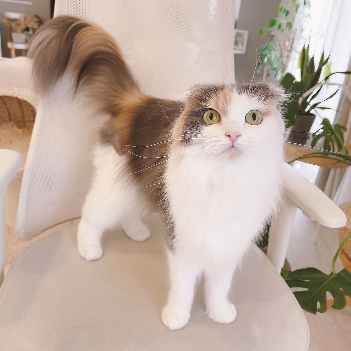 ノルン