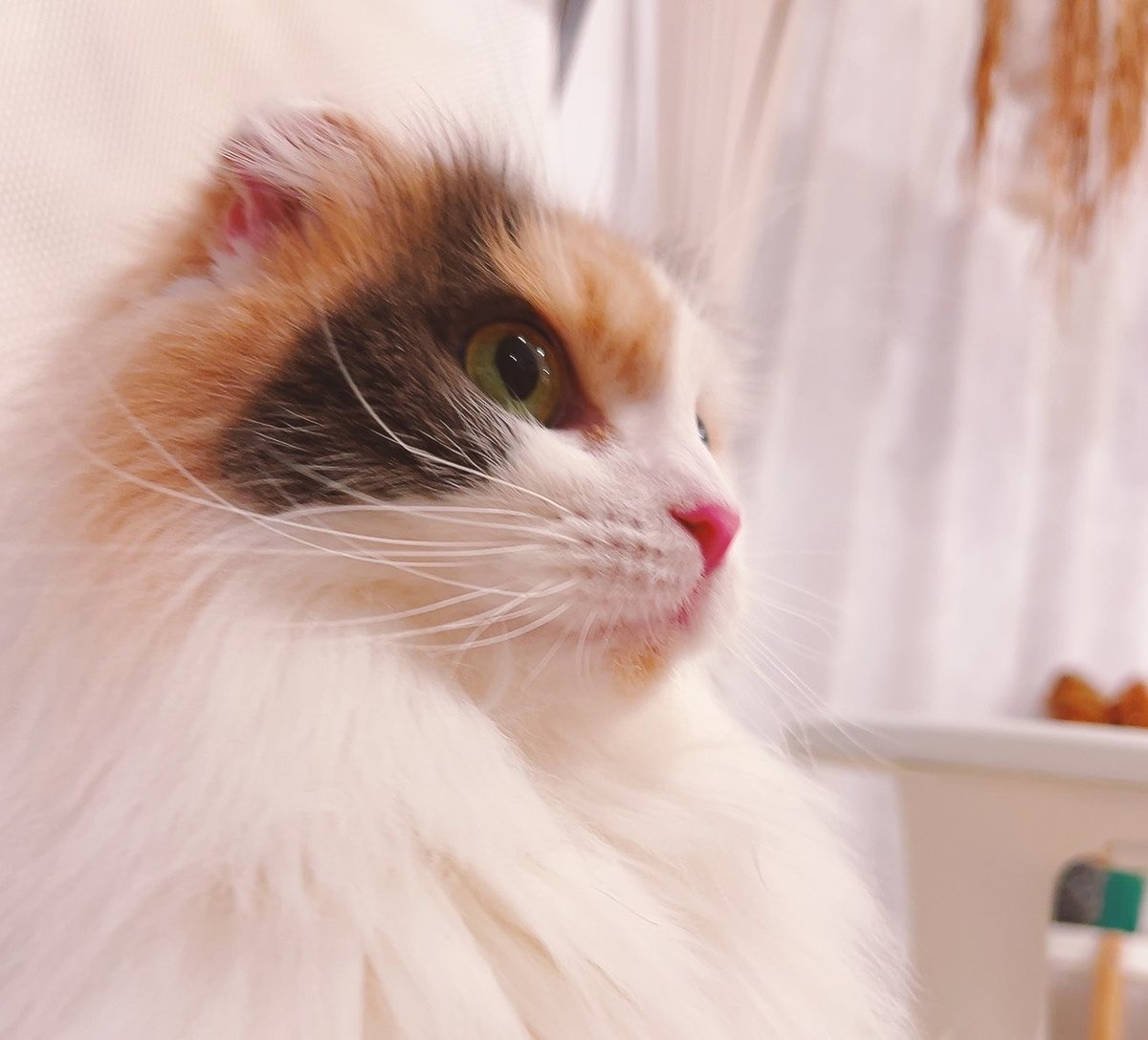 ノルン