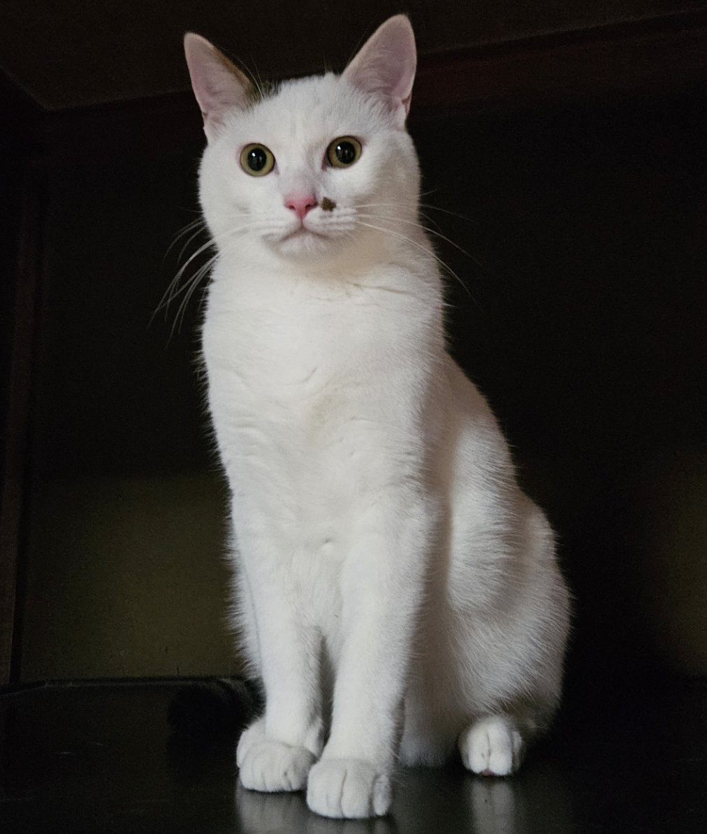てん